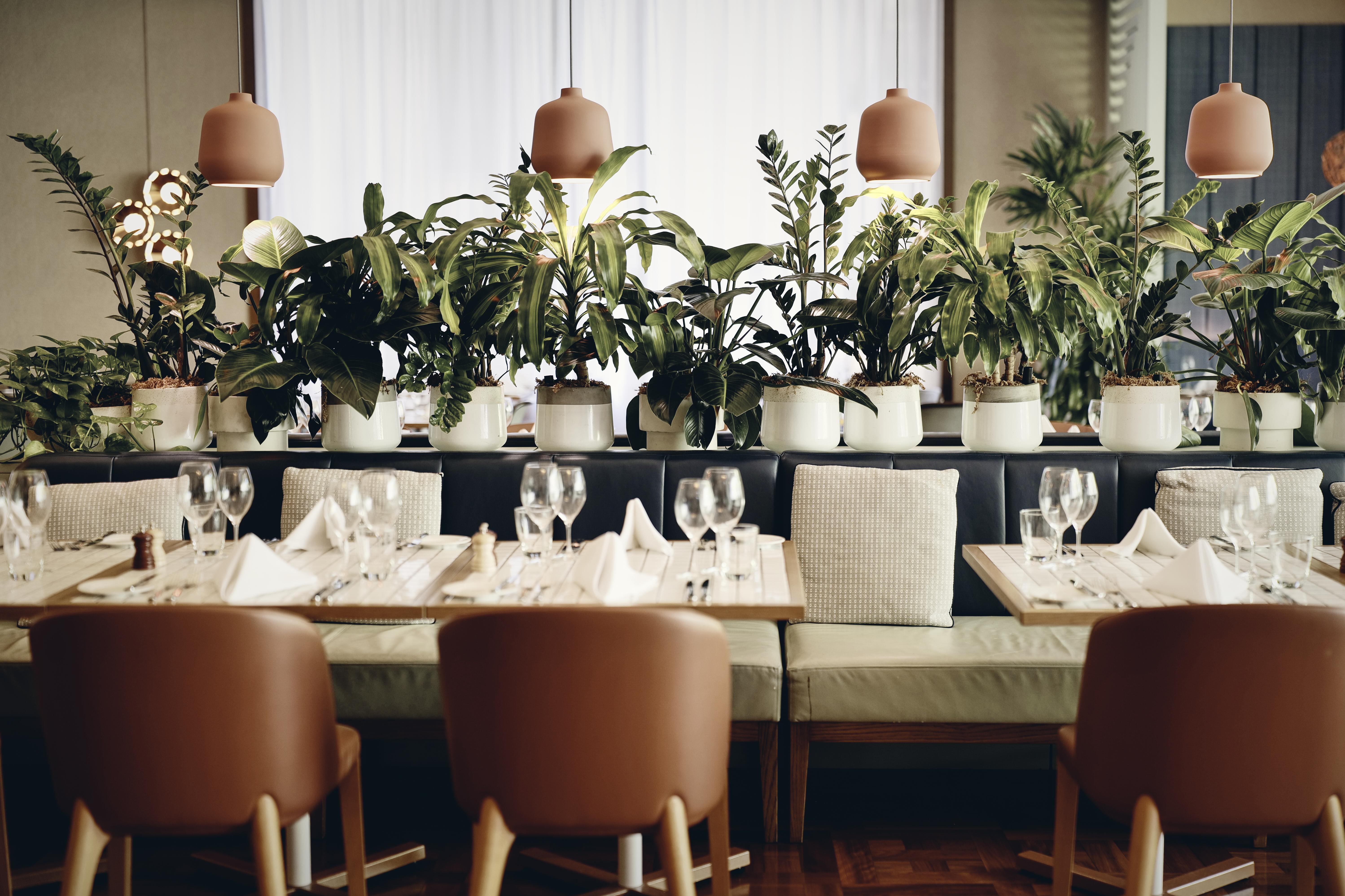 Amora Hotel Jamison Sydney Ngoại thất bức ảnh The photo shows an elegant restaurant interior. There are several tables neatly arranged, each set with glasses, white napkins, and light-colored tableware. The seating consists of brown chairs and a bench along the wall. Lush green plants are promin